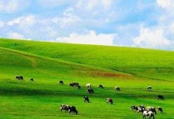 大草原在线观看