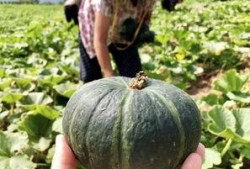 最新的瓜爆料的网红,揭秘瓜王背后的惊人真相！